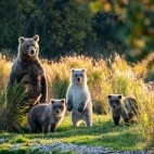 Grizzly bear and cubs in Alaska