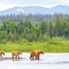 Grizzly bear and cubs in Alaska