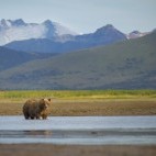 Grizzly bear in Katmai National Park, Alaska