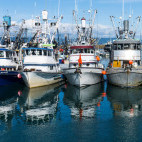 Harbour in Homer, Alaska