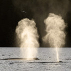 Humpback whale in Alaska.
