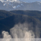 Humpback whales bubble-net feeding in Alaska.