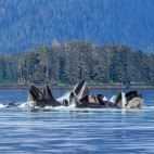 Humpback whale bubble-net feeding in Alaska.