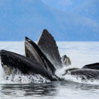 Humpback whale bubble-net feeding in Alaska.