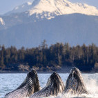 Humpback whale bubble-net feeding in Alaska.