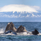 Humpback whale bubble-net feeding in Alaska.