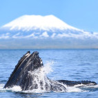 Humpback whales bubble-net feeding in Alaska.