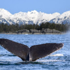 Humpback whale in Alaska.