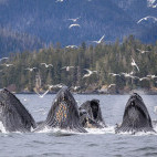 Humpback whales bubble-net feeding in Alaska.
