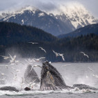 Humpback whales bubble-net feeding in Alaska.