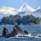 Humpback whales bubble-net feeding in Alaska.