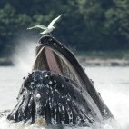 Humpback whale bubble-net feeding in Alaska