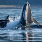 Humpback whales bubble-net feeding in Alaska