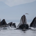 Humpback whales bubble-net feeding in Alaska