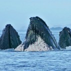 Humpback whales bubble-net feeding in Alaska.