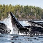 Humpback whales bubble-net feeding in Alaska.