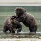 Kodiak bears in Alaska