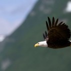 Bald eagle in Lake Clark National Park, Alaska