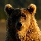 Brown bear in Lake Clark National Park, Alaska