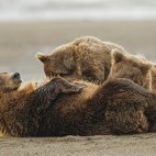 Brown bear in Lake Clark National Park, Alaska