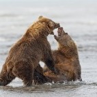 Brown bear in Lake Clark National Park, Alaska