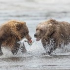 Brown bear in Lake Clark National Park, Alaska