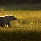 Brown bear in Lake Clark National Park, Alaska