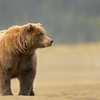 Brown bear in Lake Clark National Park, Alaska