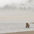 Brown bear in Lake Clark National Park, Alaska