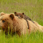 Brown bear and cub in Lake Clark National Park, Alaska