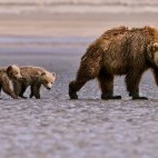Brown bear mother and cubs in Lake Clark National Park, Alaska