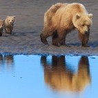 Brown bear mother and cubs in Lake Clark National Park, Alaska