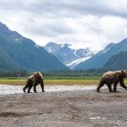 Brown bear in Lake Clark National Park, Alaska