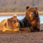 Brown bear in Lake Clark National Park, Alaska