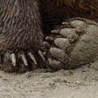 Brown bear's paws in Lake Clark National Park, Alaska