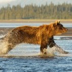 Brown bear in Lake Clark National Park, Alaska