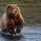 Brown bear in Lake Clark National Park, Alaska