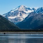 Brown bear in Lake Clark National Park, Alaska