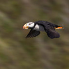 Horned puffin in Lake Clark National Park, Alaska