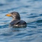 Rhinoceros auklet in Alaska