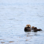 Sea otter in Alaska.