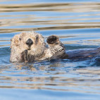 Sea otter in Alaska