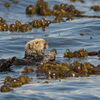Sea otter in Alaska