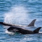 Orca in Alaska