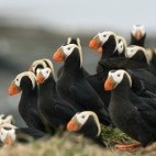Tufted puffin colony in Alaska