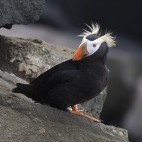 Tufted puffin in Alaska
