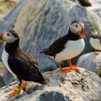 Atlantic puffin in Bay of Fundy, Canada