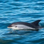 Atlantic white-sided dolphin in Bay of Fundy, Canada