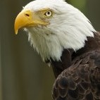 Bald eagle