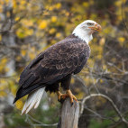 Bald eagle in Canada